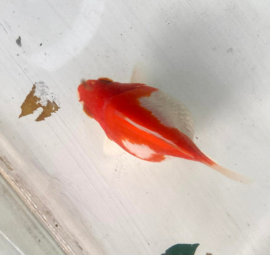 Red/white Tamasaba Goldfish H