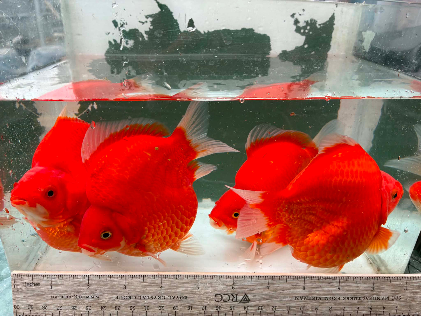 Super Red Tamasaba 1 year Old 5-6 Inch Female