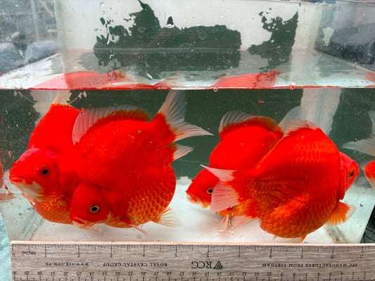 Super Red Tamasaba 1 year Old 5-6 Inch Female