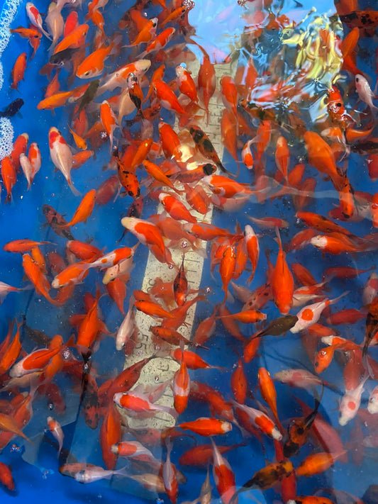 Young Tamasaba (Small)