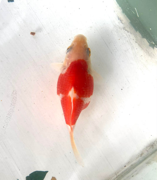 Red/white Tamasaba Goldfish N
