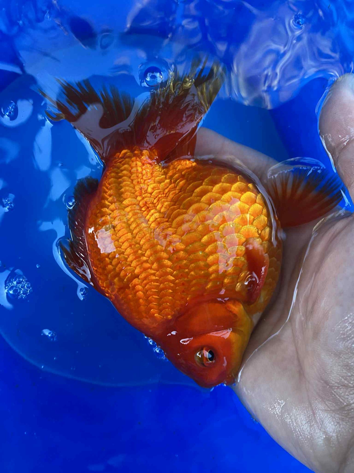 Hydrid Ryukin Goldfish B