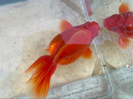 Hydrid Ryukin Goldfish D