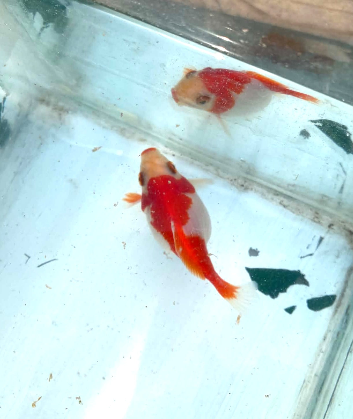 Jumbo Tamasaba 1 Year Old Q