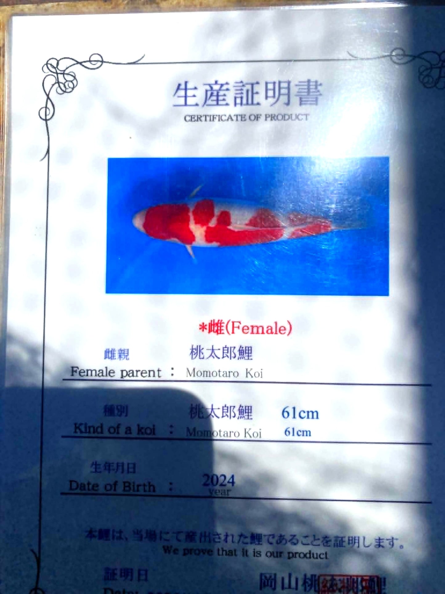 CERTIFIED MONOTARO KOHAKU Nisai>Sansai 62cm