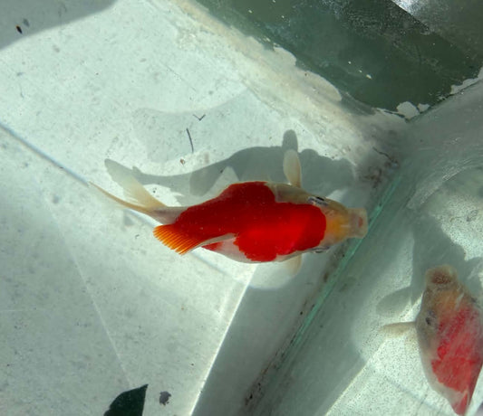 Red White Tamasaba 1 Year Old L
