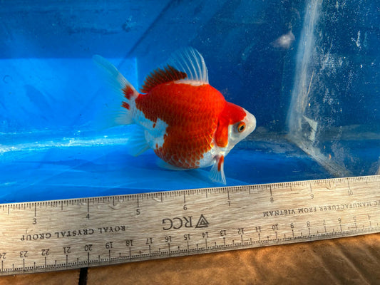 Red White Tamasaba Goldfish 5-6 inch Female