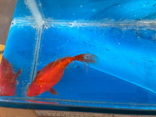 Red Tamasaba Goldfish 3-4 Inch N
