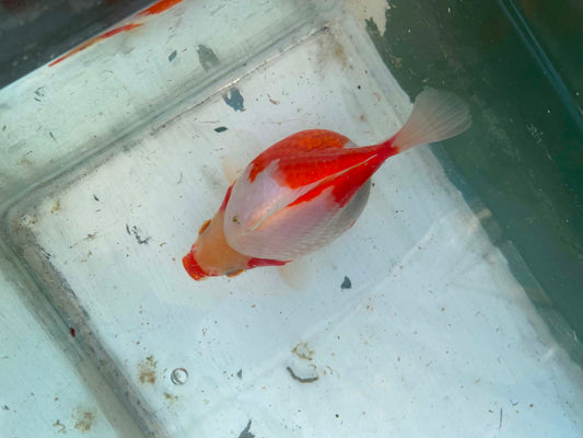 Super Jumbo Tamasaba 1 year Old H