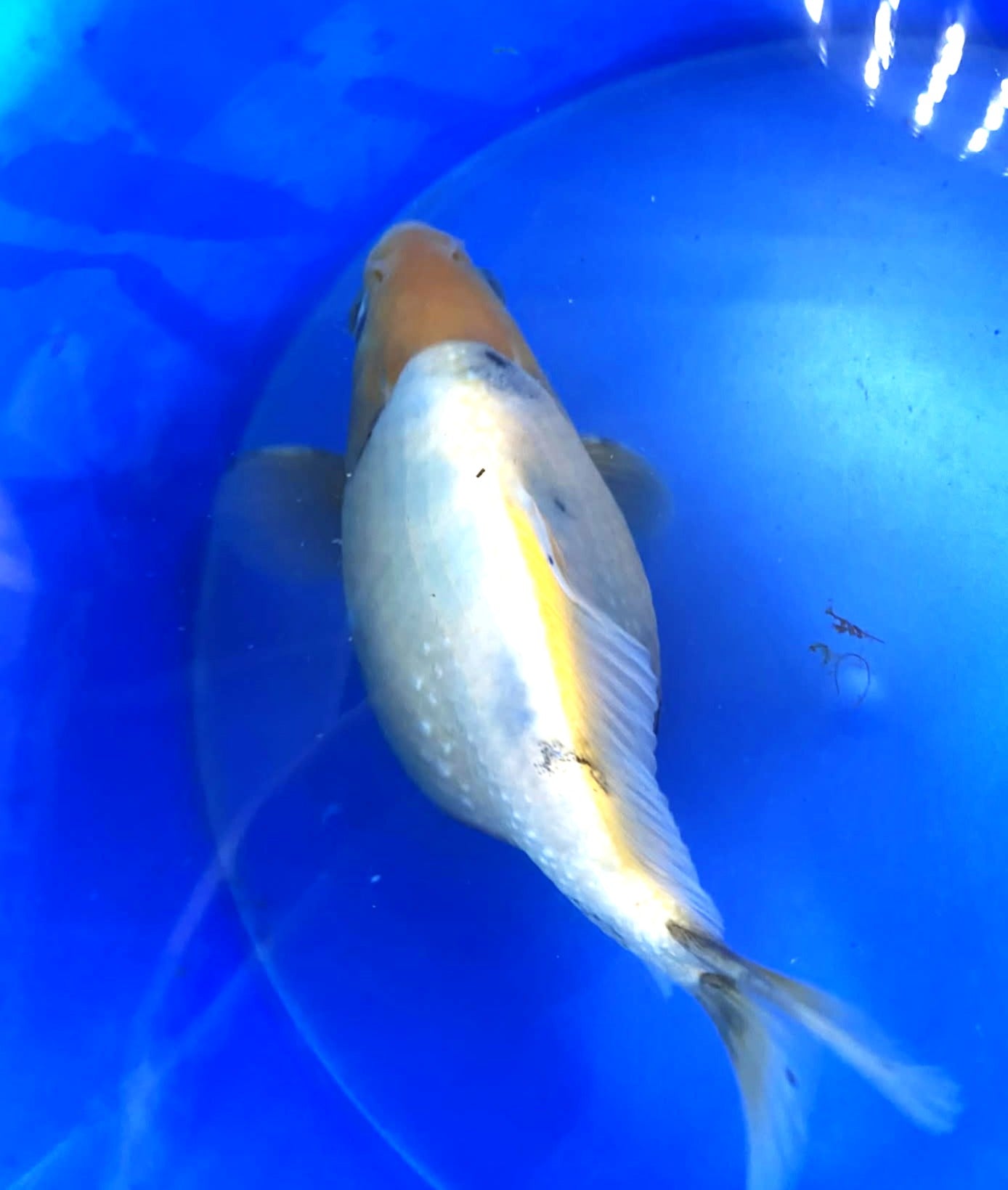 Male Tri-Colors Tamasaba 5-6 in N