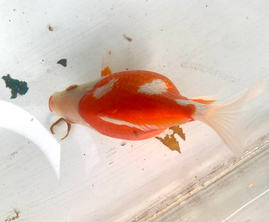Red/white Tamasaba Goldfish I