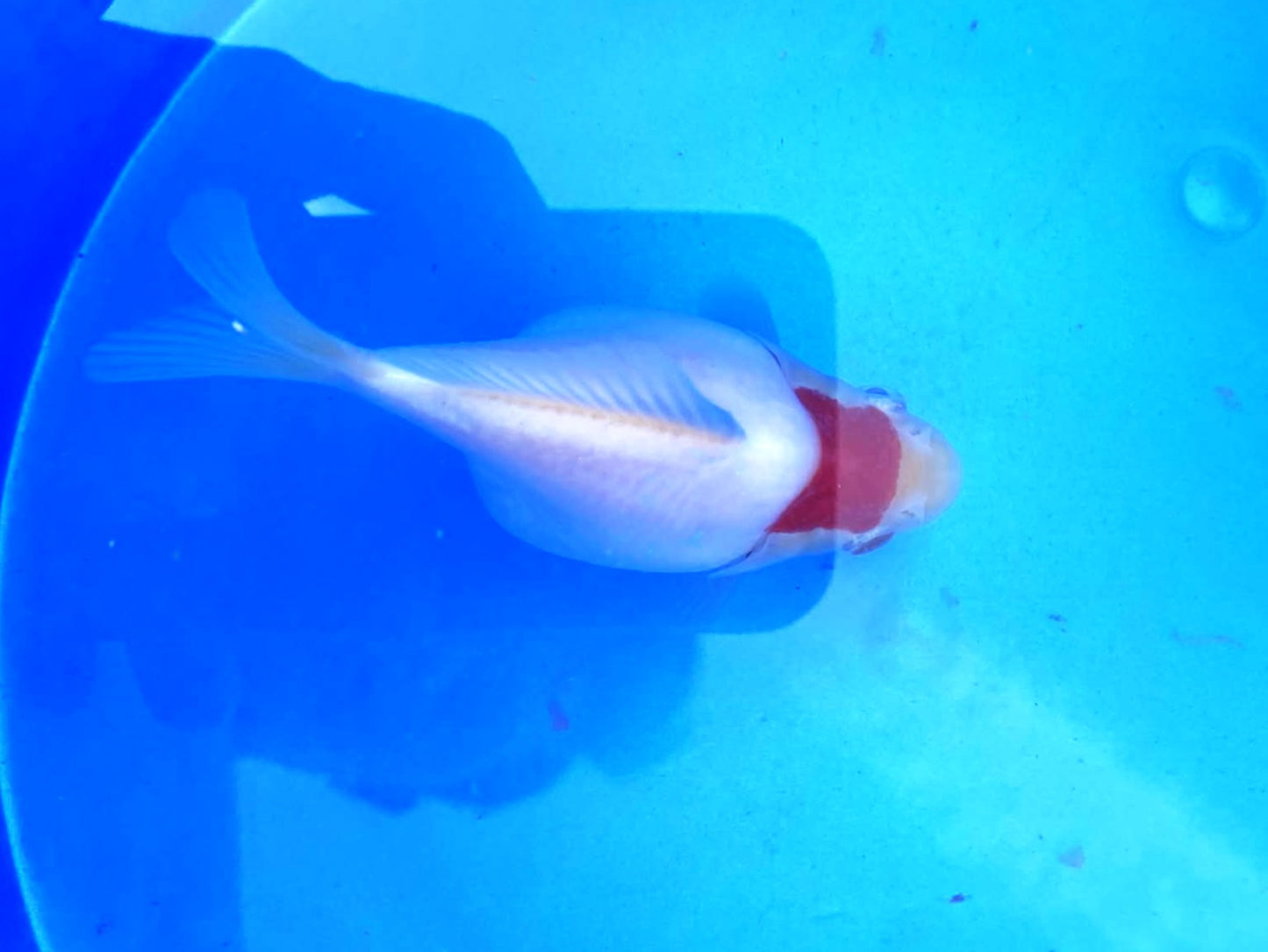 Jumbo Tamasaba Goldfish H