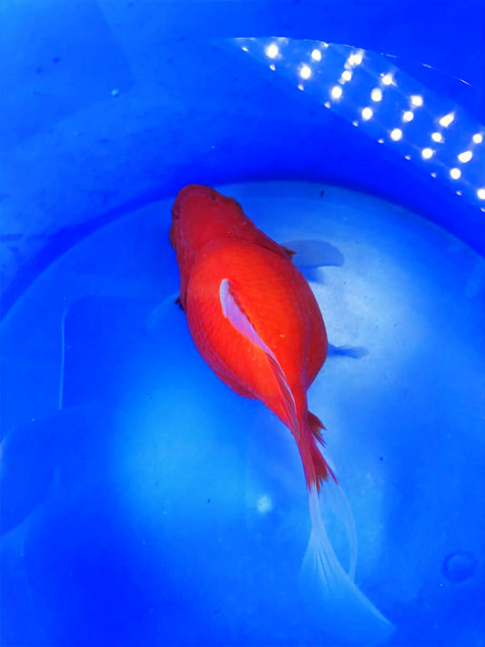 HQ Beni Tamasaba 5-6 in J