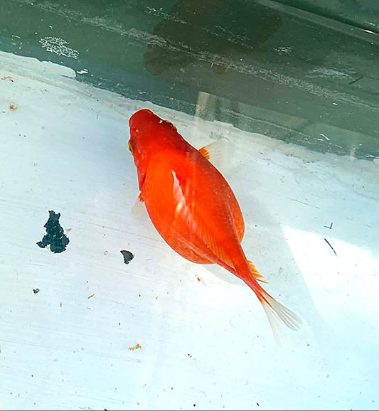 Red White Tamasaba 1 Year Old D