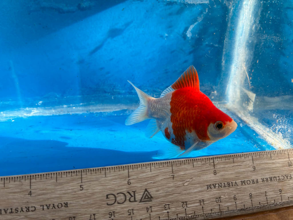 Red White Tamasaba Goldfish 3-4 Inch M