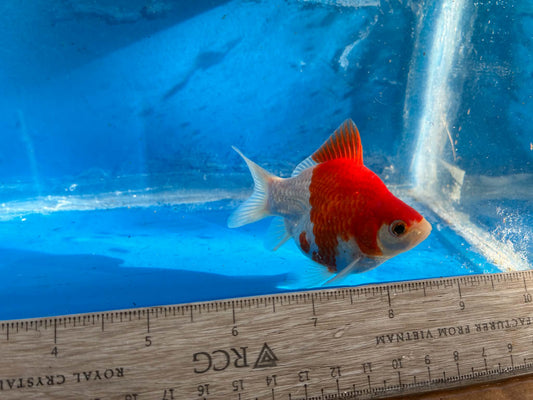 Red White Tamasaba Goldfish 3-4 Inch M