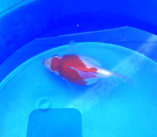 Jumbo Tamasaba Goldfish G