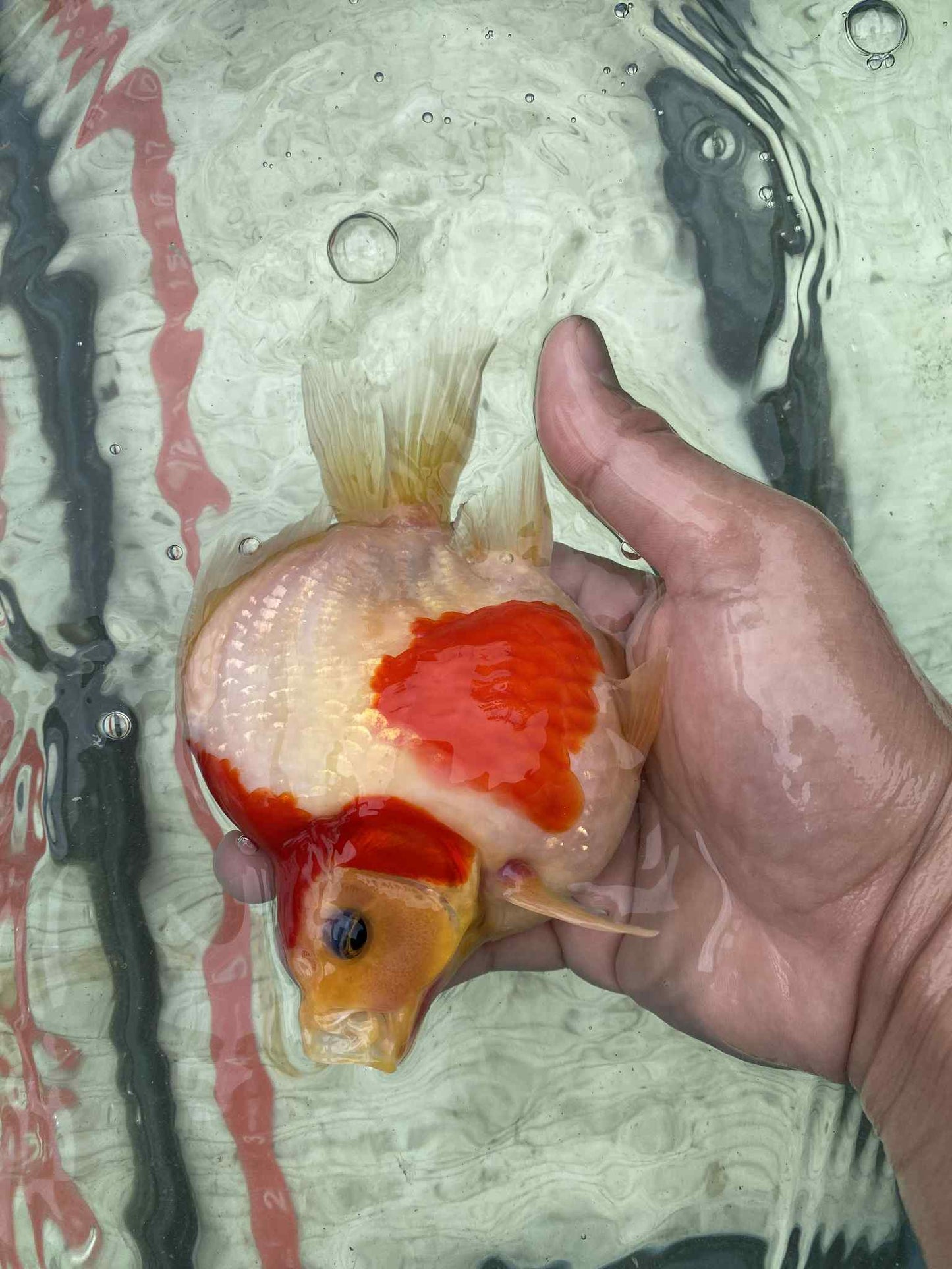 NND 2-3 Years Old Red/White Tamasaba 5-6 in A