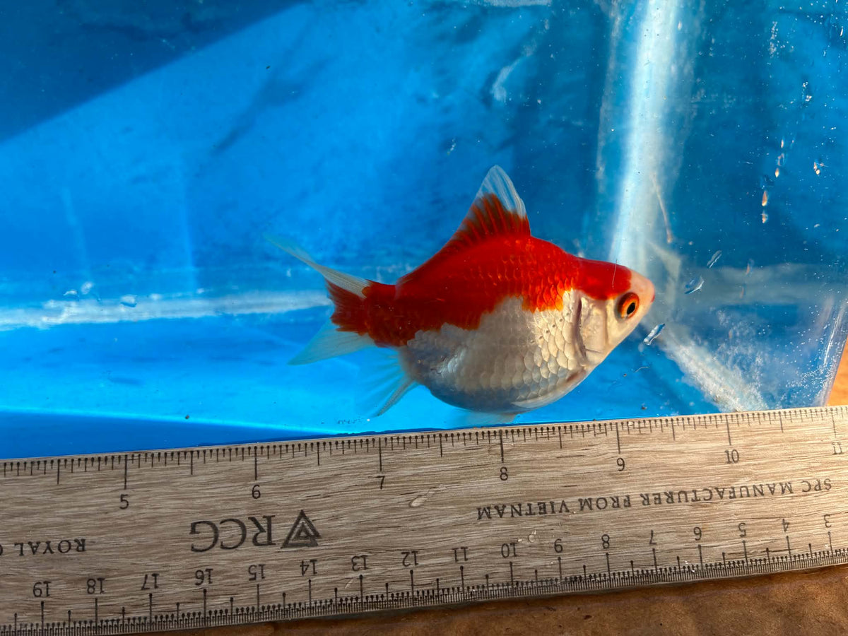 Red White Tamasaba Goldfish 3-4 Inch L