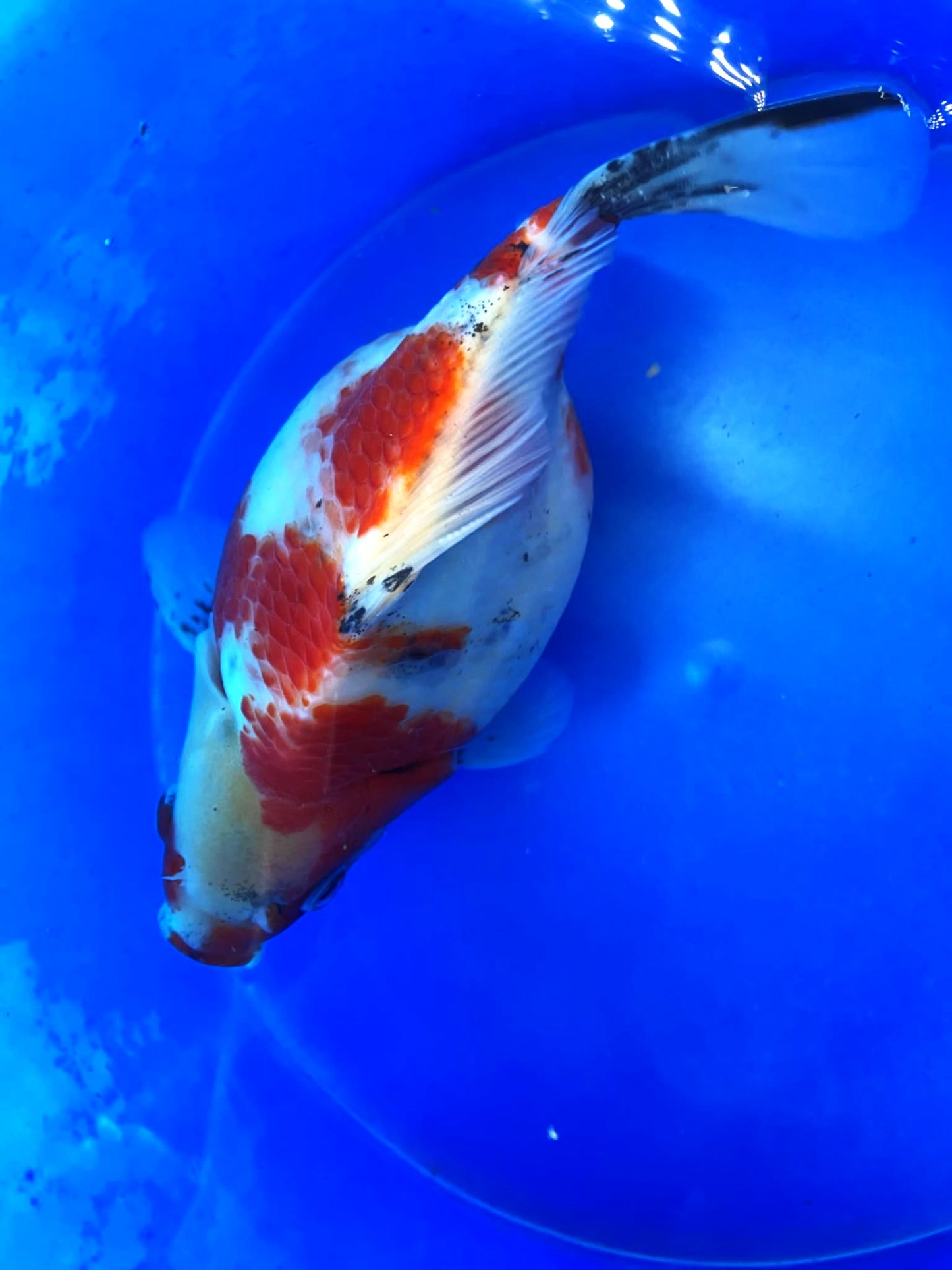 HQ Tri-Color Tamasaba 5-6 in E