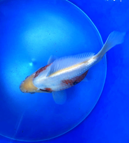 Tri-Color Tamasaba 5-6 in Male L