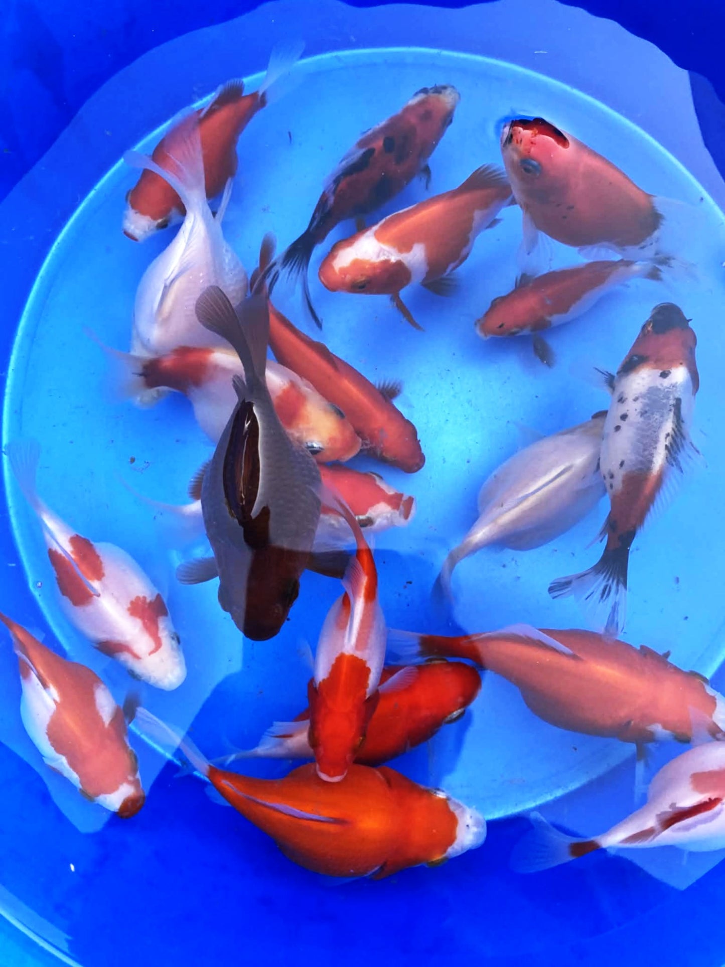 Young Tamasaba (Jumbo) 1-2 inch