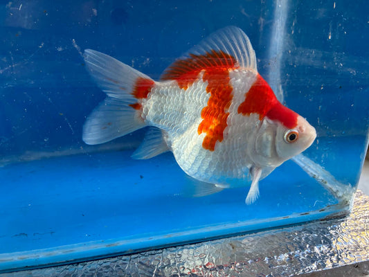 Red Tamasaba Goldfish 4-5 Inc E