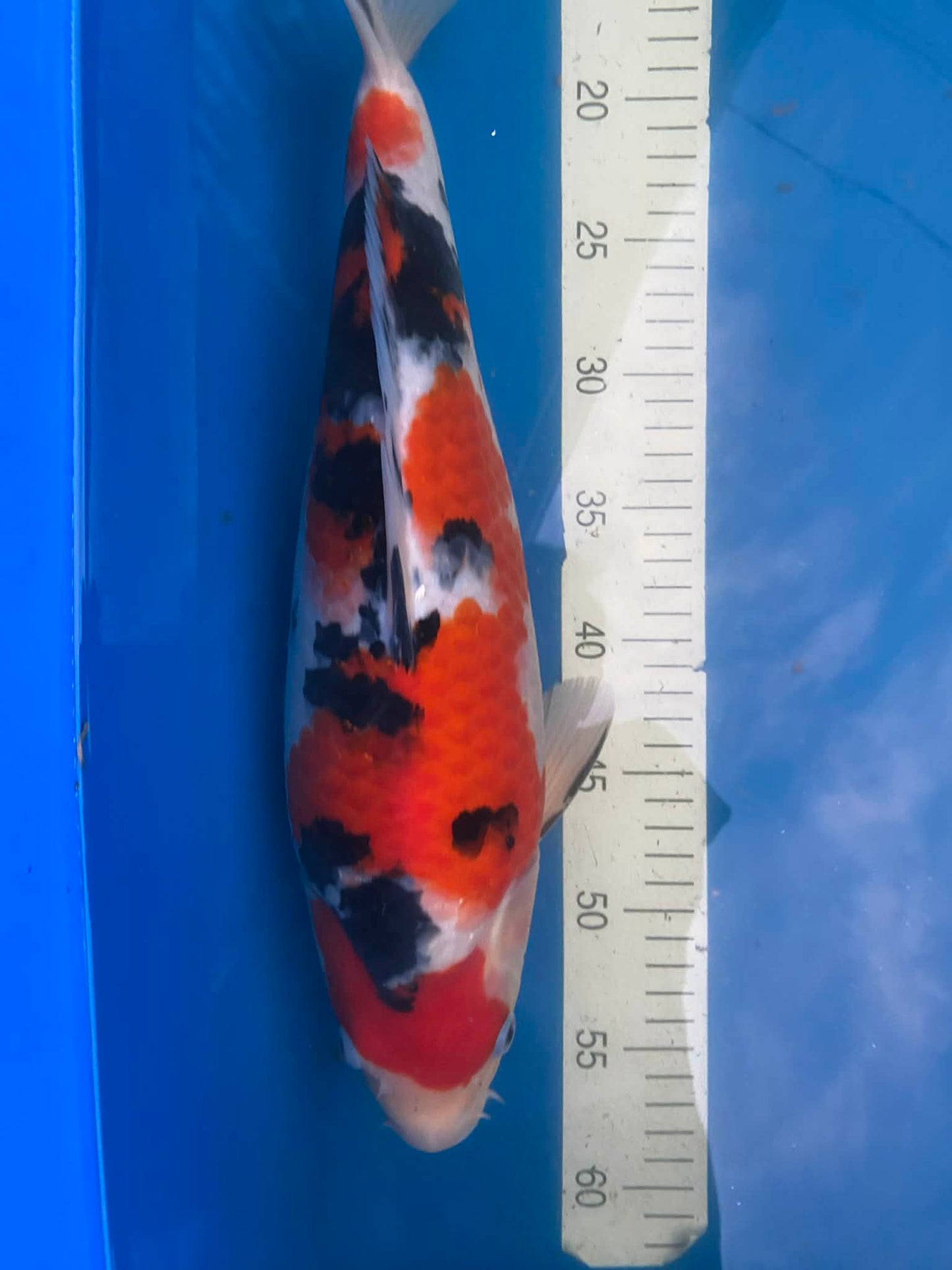 Sakai Sanke 1-2 years old 16-17 inch