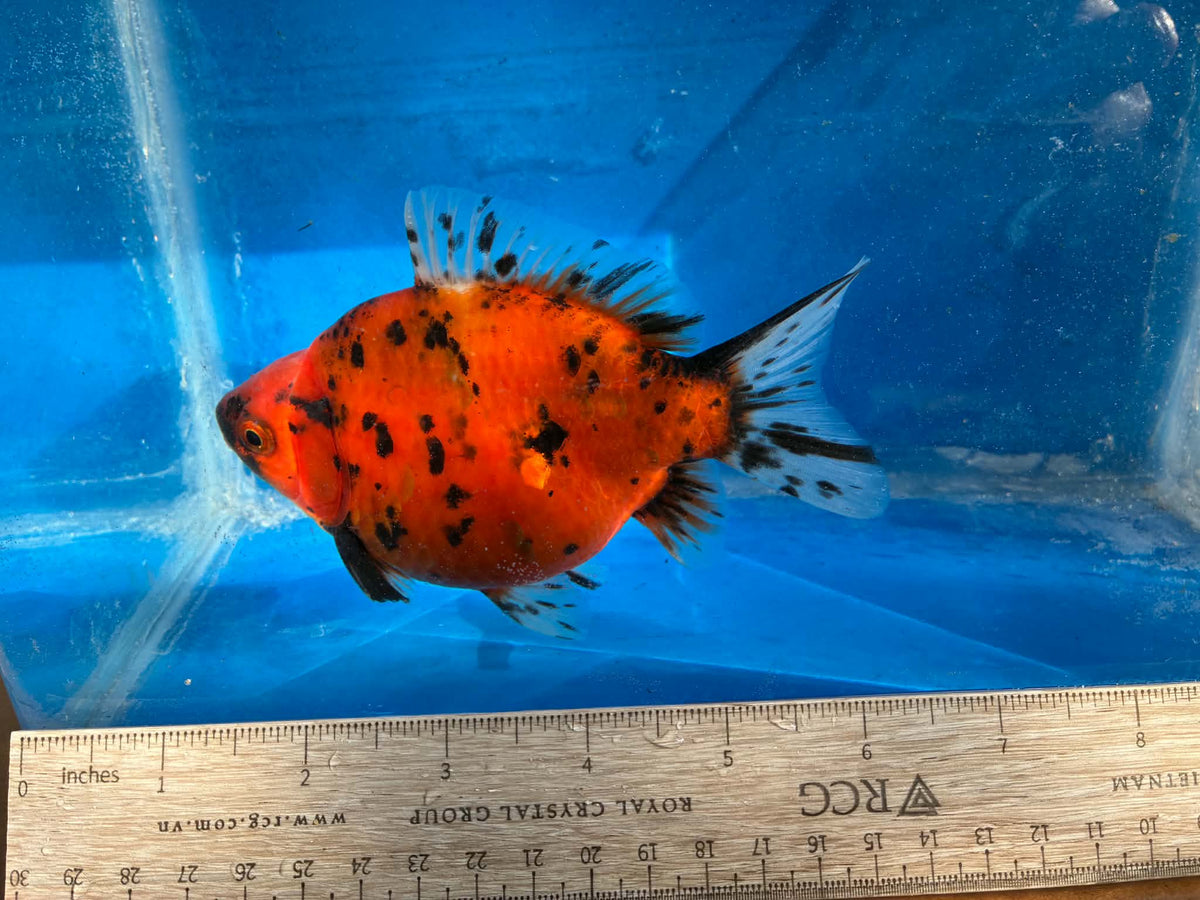 Calico Tamasaba Goldfish 6-7 Inch Female