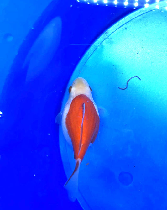 Jumbo Tamasaba Goldfish (8month old) 3-4 inch M