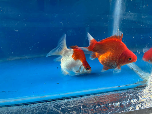 2 Red White Tamasaba Goldfish 3-4 Inch I