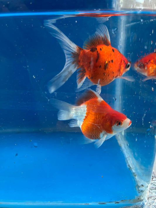 1 Calico & Red White Tamasaba Goldfish 3-4 Inch H