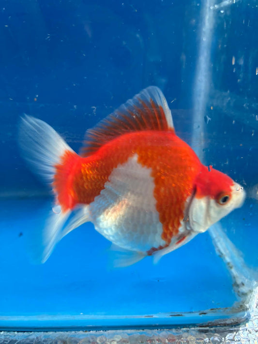Red White Tamasaba Goldfish 3-4 Inch S