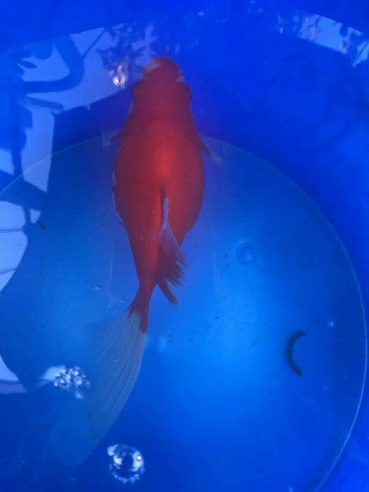 MFF 2-3 Years Old Red/White Tamasaba 5-6 in R
