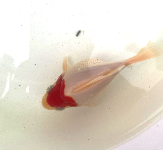 HQ Tamasaba Goldfish Male