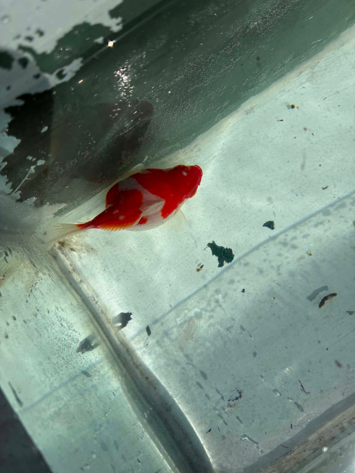 Red White Tamasaba 1 Year Old O
