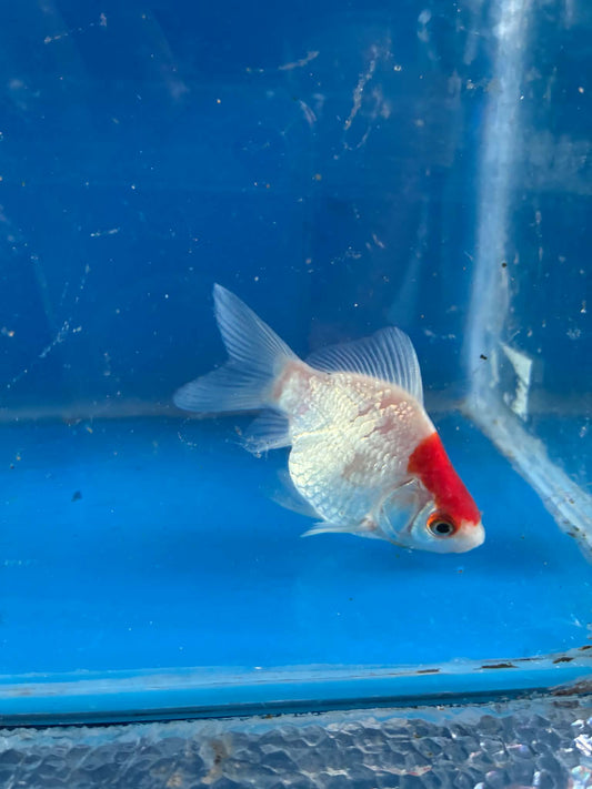 Red White Tamasaba Goldfish 3-4 Inch U