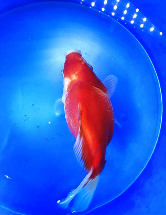 Red/White Tamasaba 5-6 in F