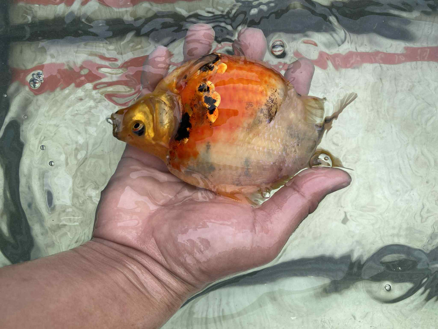 NND 2-3 Years Old Tri-Color Tamasaba 5-6 in H