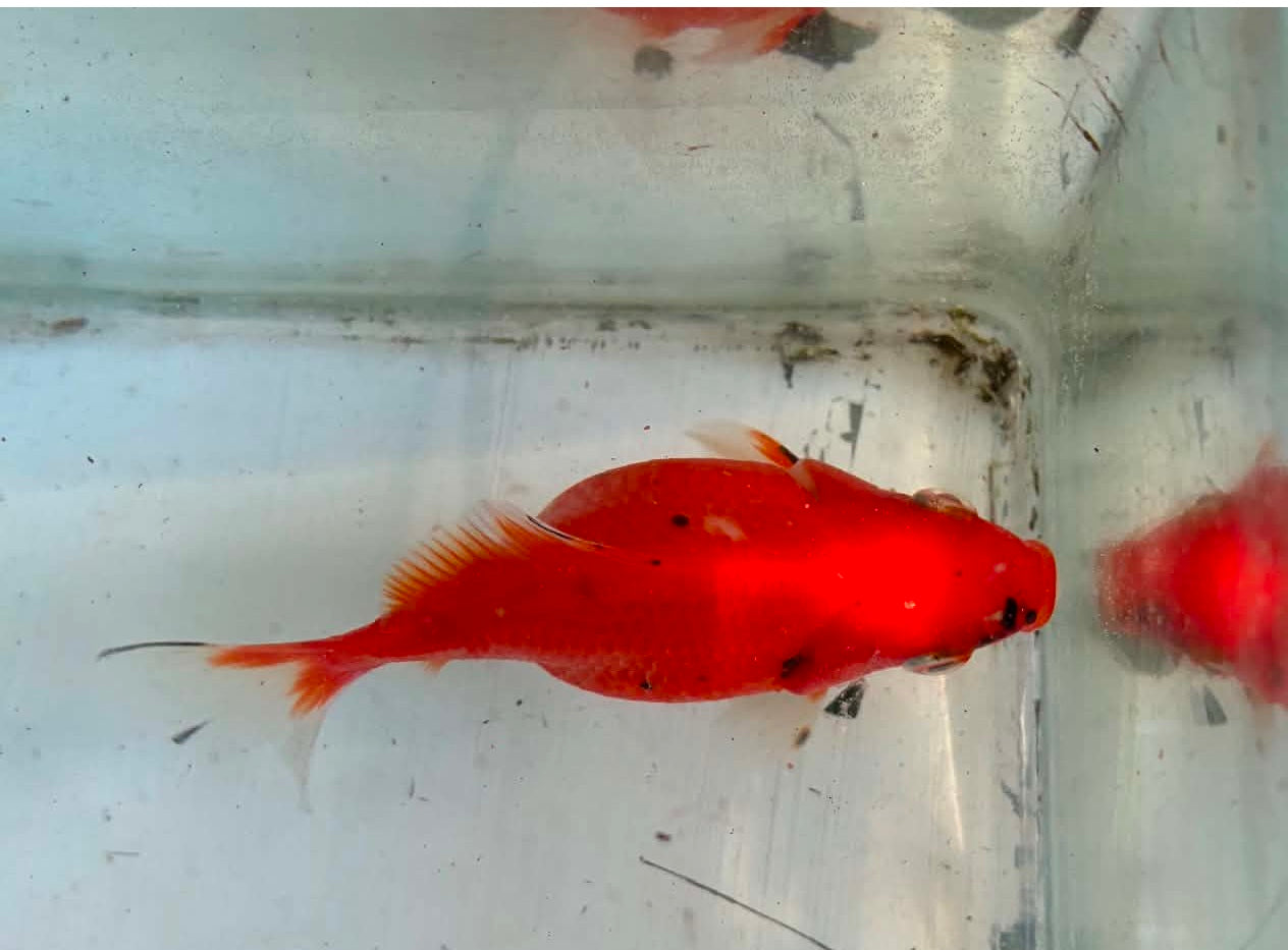 Calico Tosai Tamasaba 1 Yr Old C