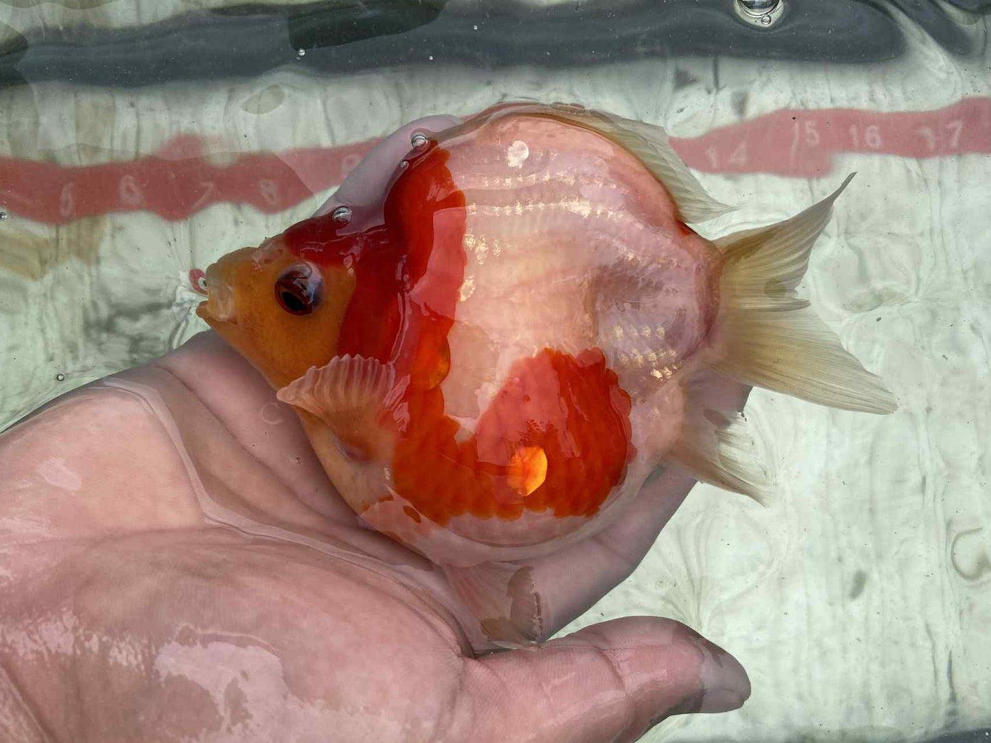 NND 2-3 Years Old Red/White Tamasaba 5-6 in B