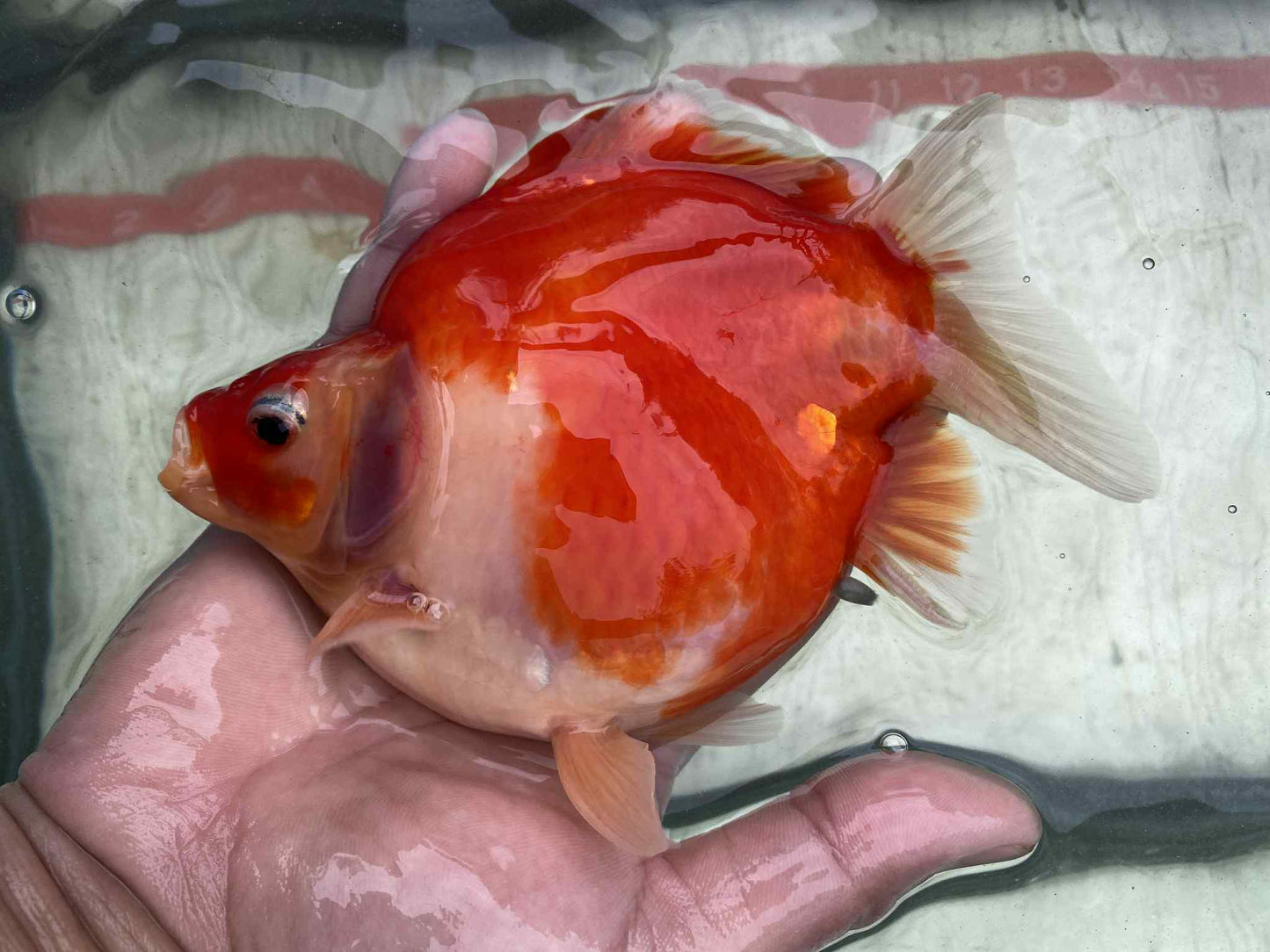 MFF 2-3 Years Old Tri-Color Tamasaba 5-6 in J