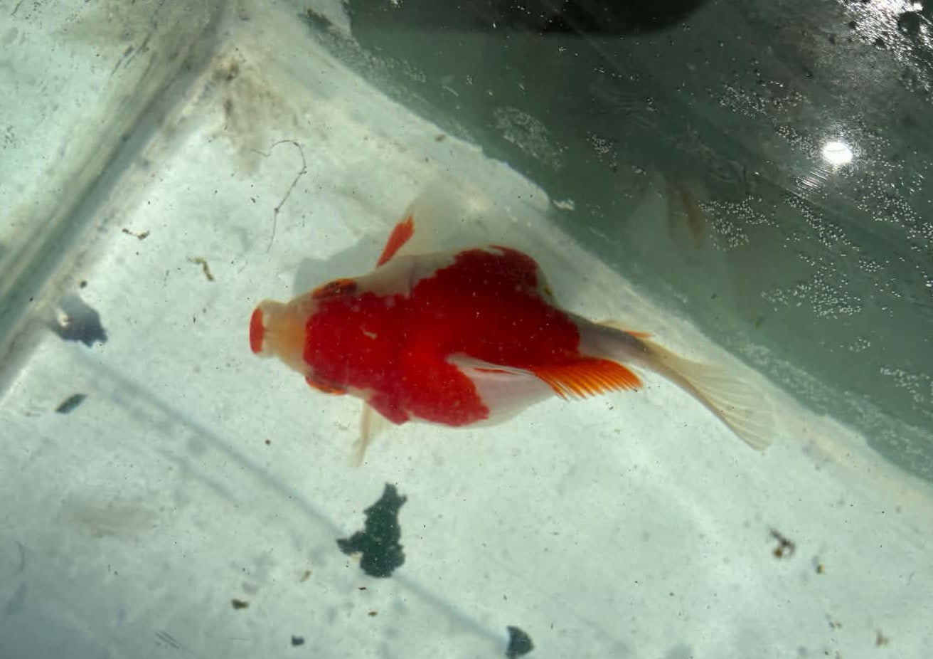 Red White Tamasaba 1 Year Old V