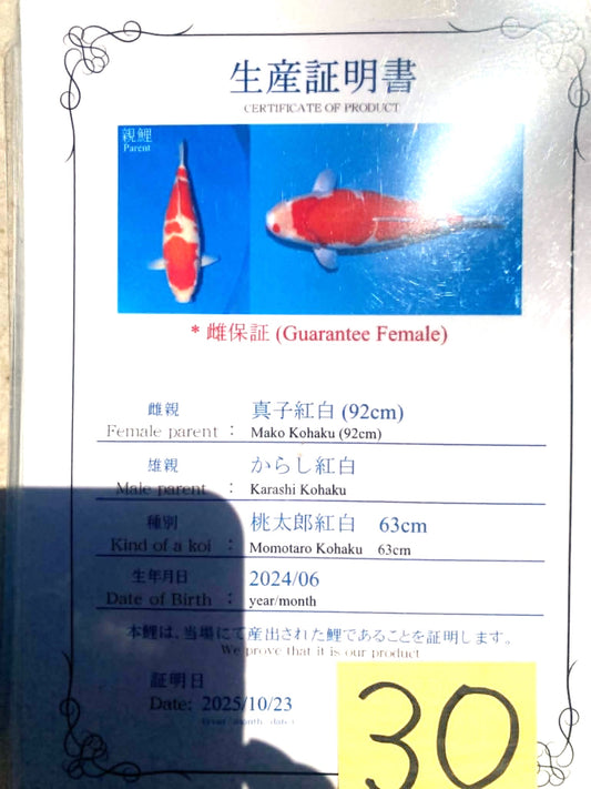 CERTIFIED MONOTARO KOHAKU FEMALE Nisai>Sansai 63cm