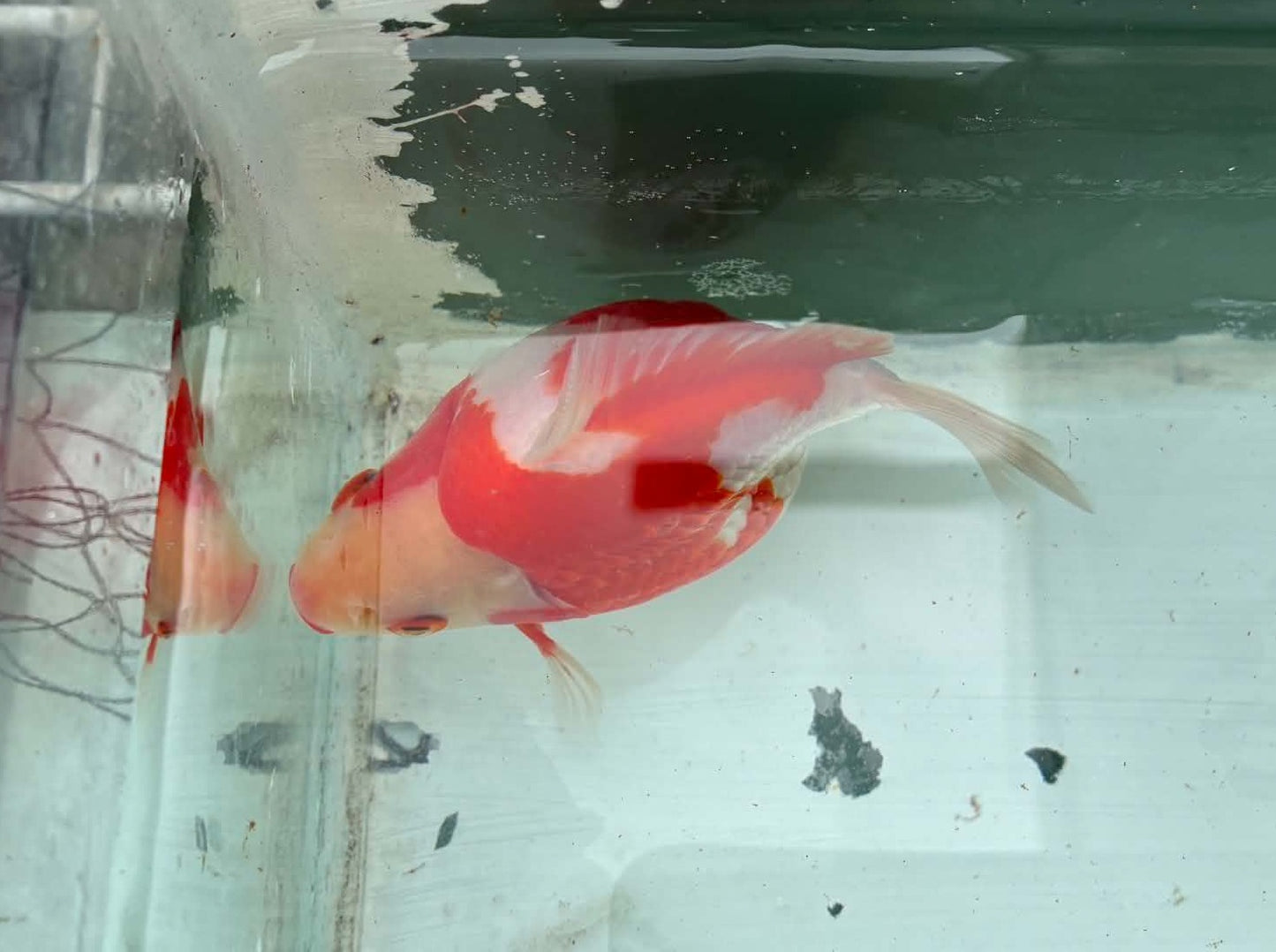 Super Red White Tosai Tamasaba 1 Yr Old Female