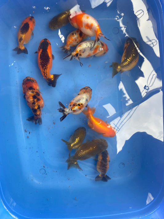 5 Chinese Ranchu for $100 Limited Quantity