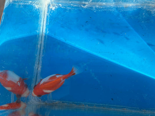 Red White Tamasaba Goldfish 3-4 Inch J