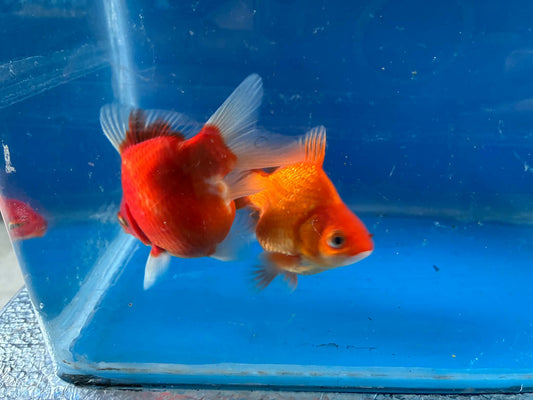 1 Calico & Red White Tamasaba Goldfish 3-4 Inch L