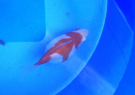 Jumbo Tamasaba Goldfish I