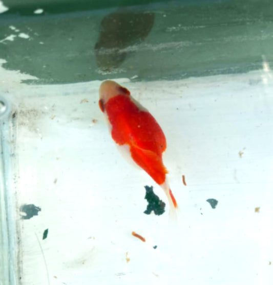 Red White Tamasaba 1 Year Old I